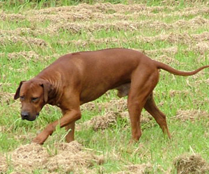 RogueRiver Chamba Rowdy Boy of Kandu