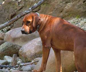 RogueRiver Chamba Rowdy Boy of Kandu