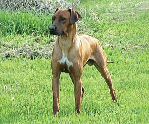 RogueRiver Chamba Rowdy Boy of Kandu