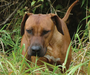 RogueRiver Chamba Rowdy Boy of Kandu