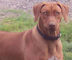 SouthRidge Apache Red Kelly