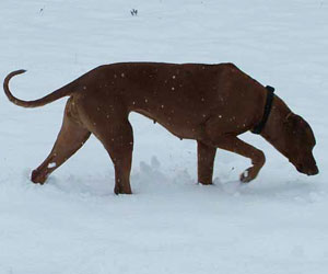 SouthRidge Apache Red Kelly
