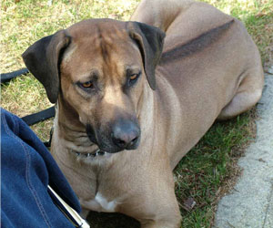 King Khufu ApacheRidge Ranch Rhodesian Ridgebacks Oakville, Washington