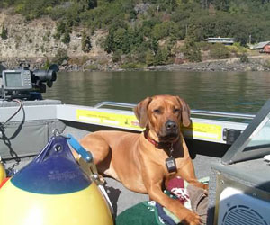 ApacheRidge Ranch Ridgebacks ~ Songbird's Princess Nevaeh