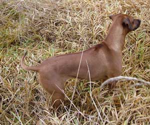 ApacheRidges Nyja Jewel of The Delta