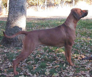 Gold Hill Sadie