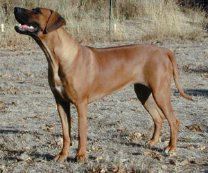 Gold Hill Sadie