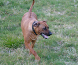 Gold Hill Sadie