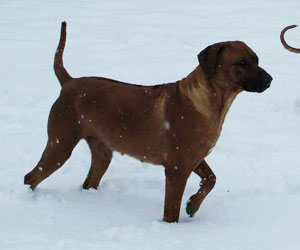 Gold Hill Sadie