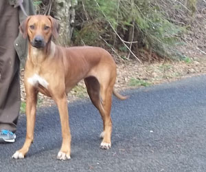ApacheRidge's Indian Heavens Sooxie - Rhodesian Ridgeback
