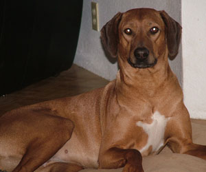 Zuri